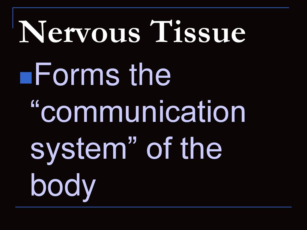 Nervous Tissue Forms the communication system of the body
