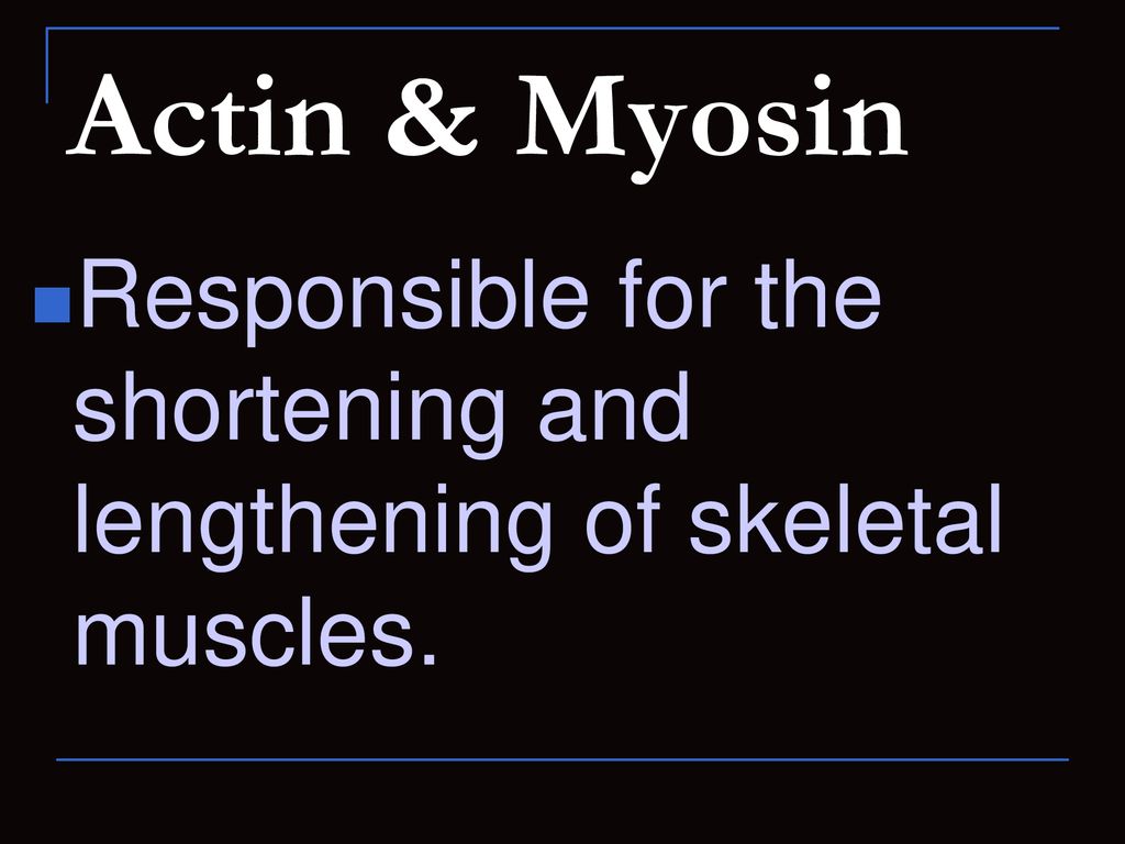 Actin & Myosin Responsible for the shortening and lengthening of skeletal muscles.