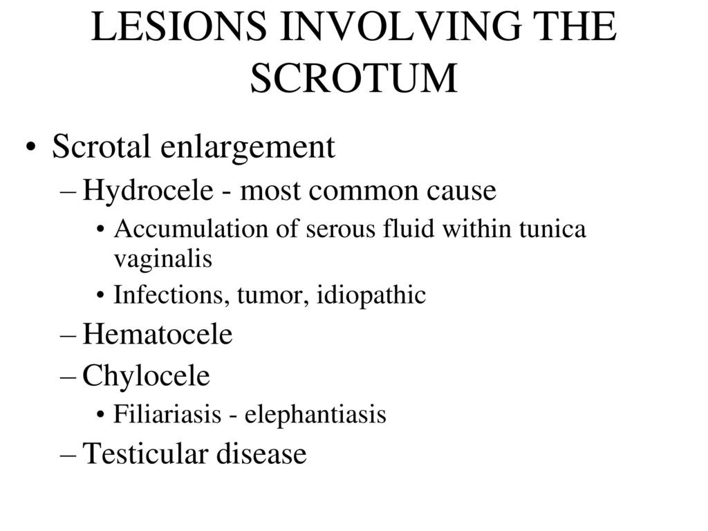 Male genital system. - ppt download