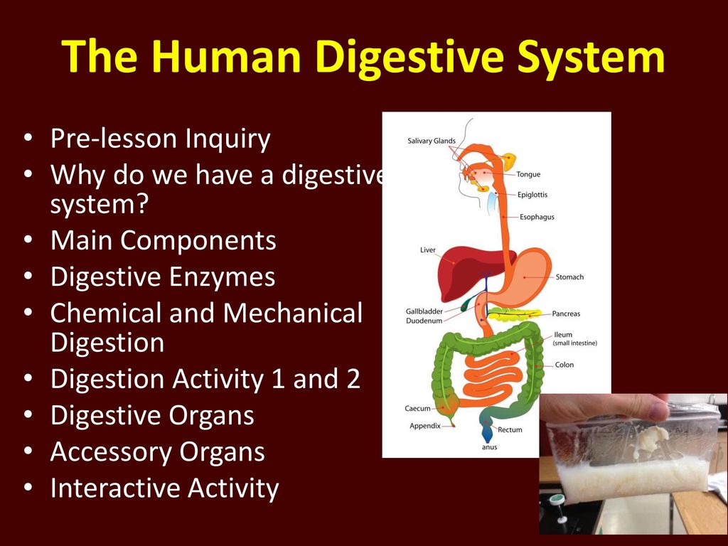 The Human Digestive System - ppt download