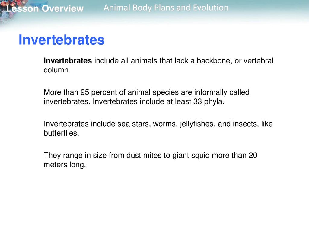 25.1 What is an Animal? 25.2 Animal Body Plans and Evolution - ppt download