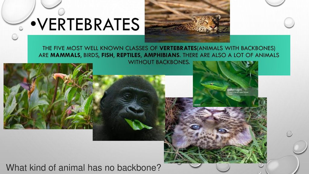 Animals of Rainforest. - ppt download