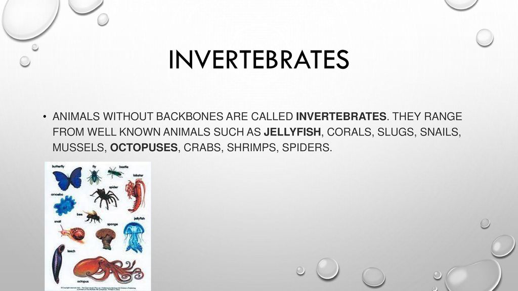 Animals of Rainforest. - ppt download