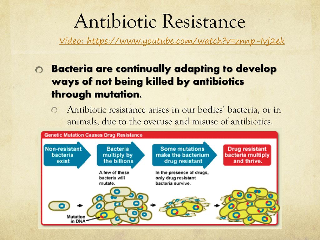 BACTERIA - ppt download