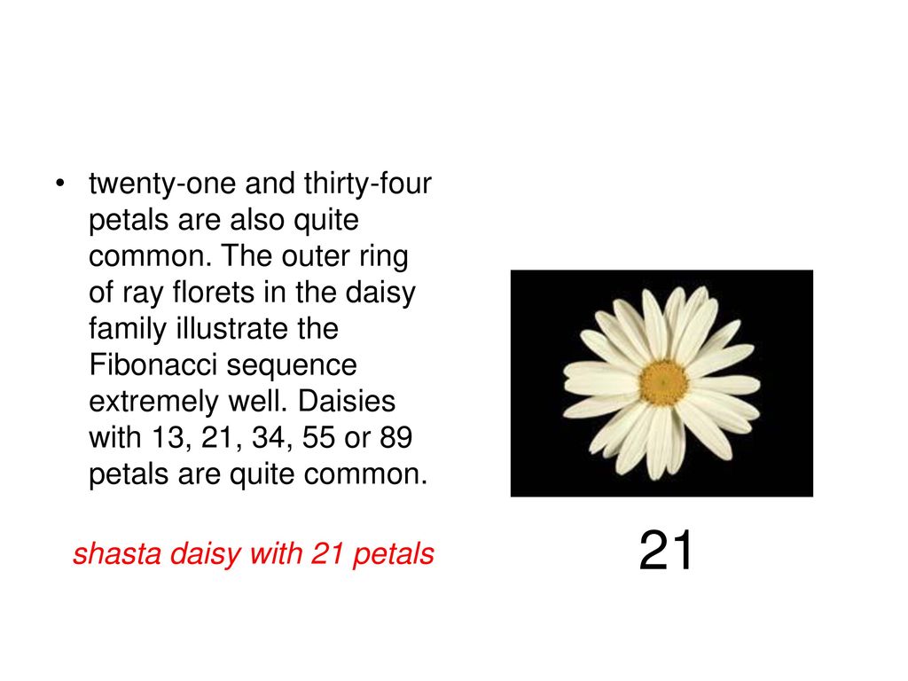 pix Petals Fibonacci Sequence In Flowers fibonacci numbers in nature ppt download