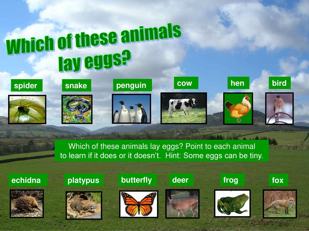 Other Animals Lay Eggs Not only chickens lay eggs…… - ppt download