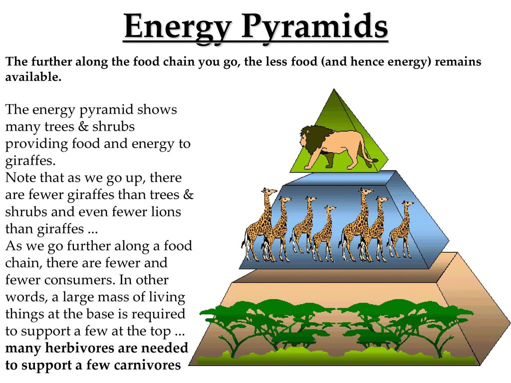 Ecology The study of how an organism interacts with living and ...