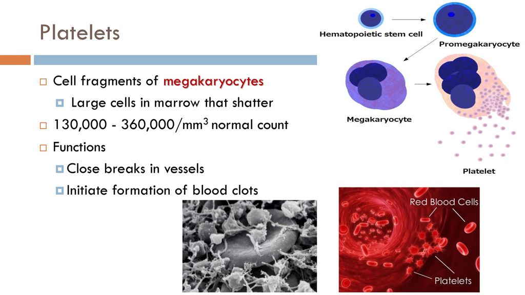 Platelets Cell fragments of megakaryocytes