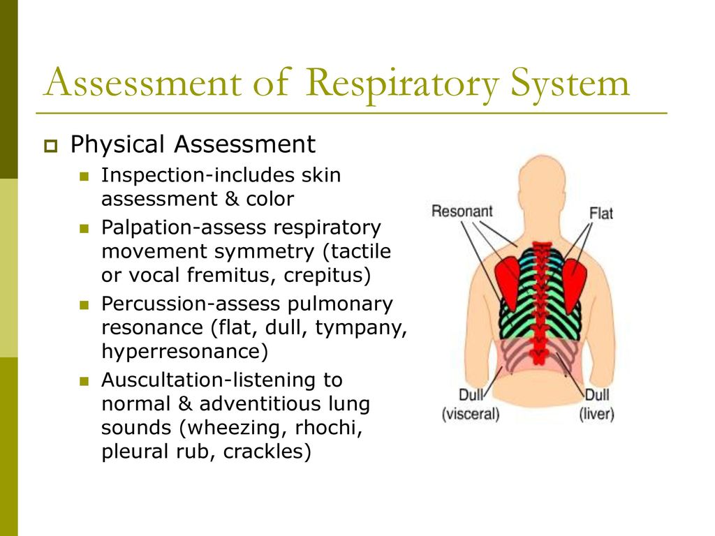 Respiratory System Assessment Ppt Download