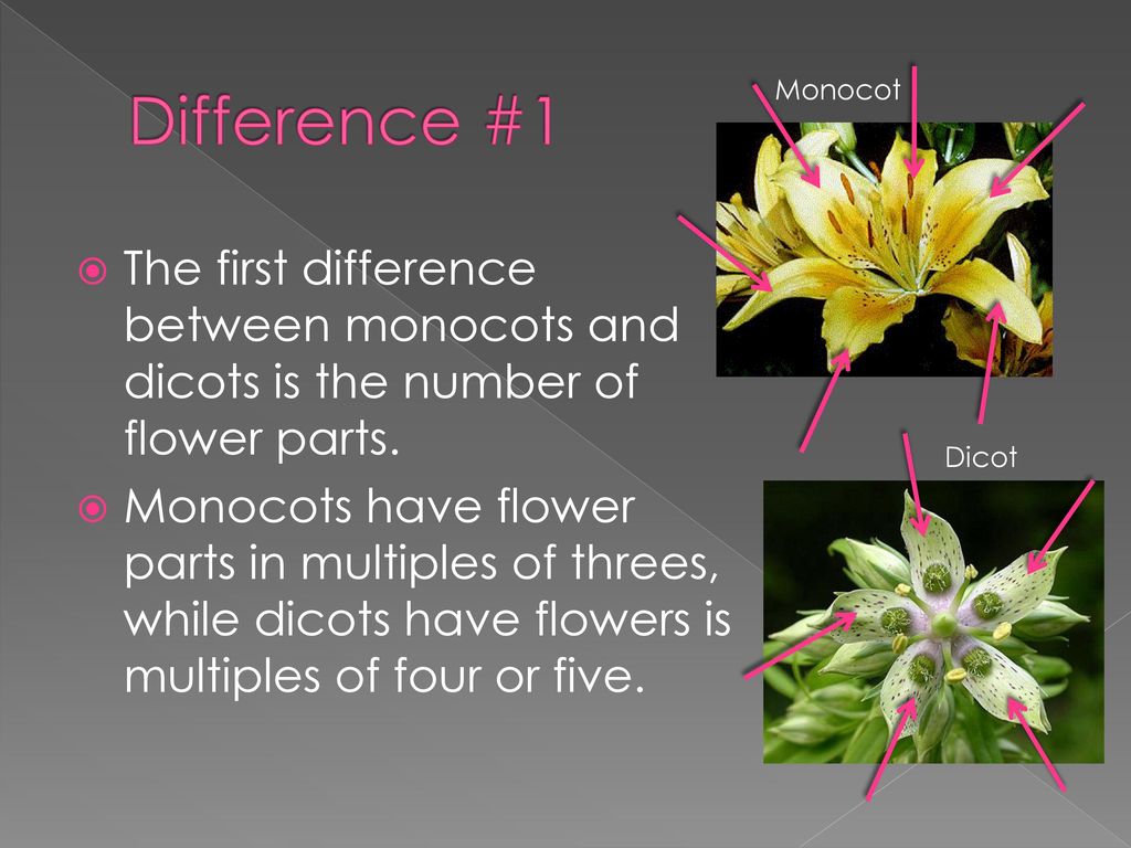Monocots Vs Dicots By Michelle Lear Ppt Download