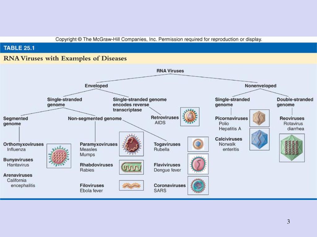 Rna Viruses Ppt Download Rna Viruses Ppt Download