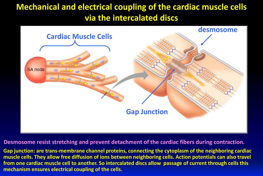 Mechanical and electrical coupling of the cardiac muscle cells