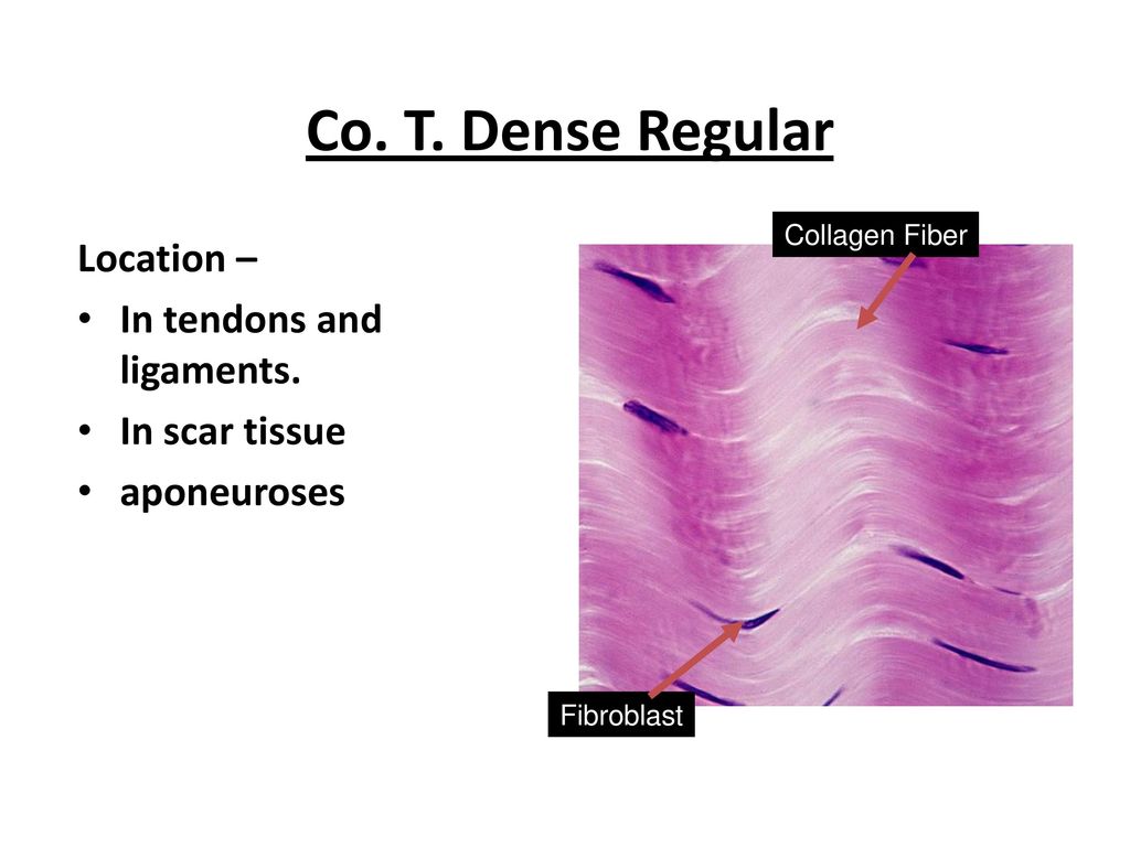 Co. T. Dense Regular Location – In tendons and ligaments.