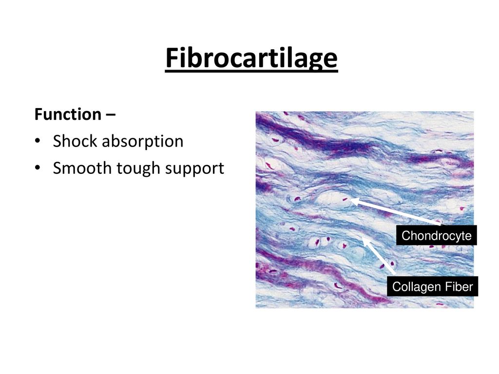 Fibrocartilage Function – Shock absorption Smooth tough support