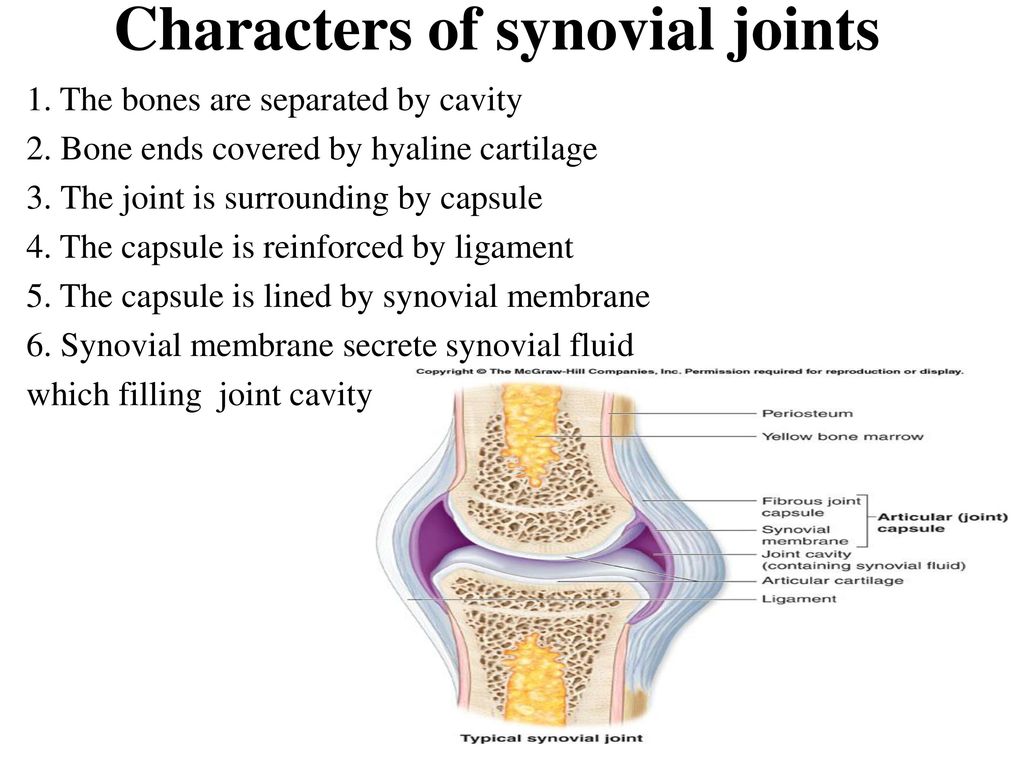 What Are Four Characteristics Of Synovial Joints What Are Four Characteristics Of Synovial Joints