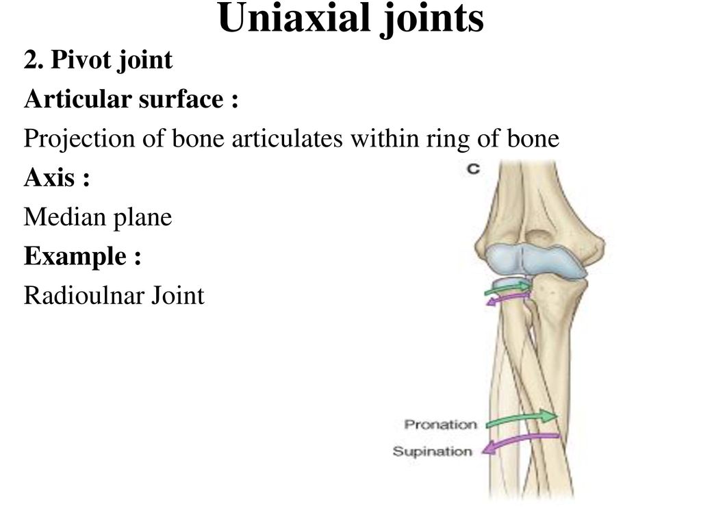 articulatii uniaxial dureri articulare genunchii coate degetele