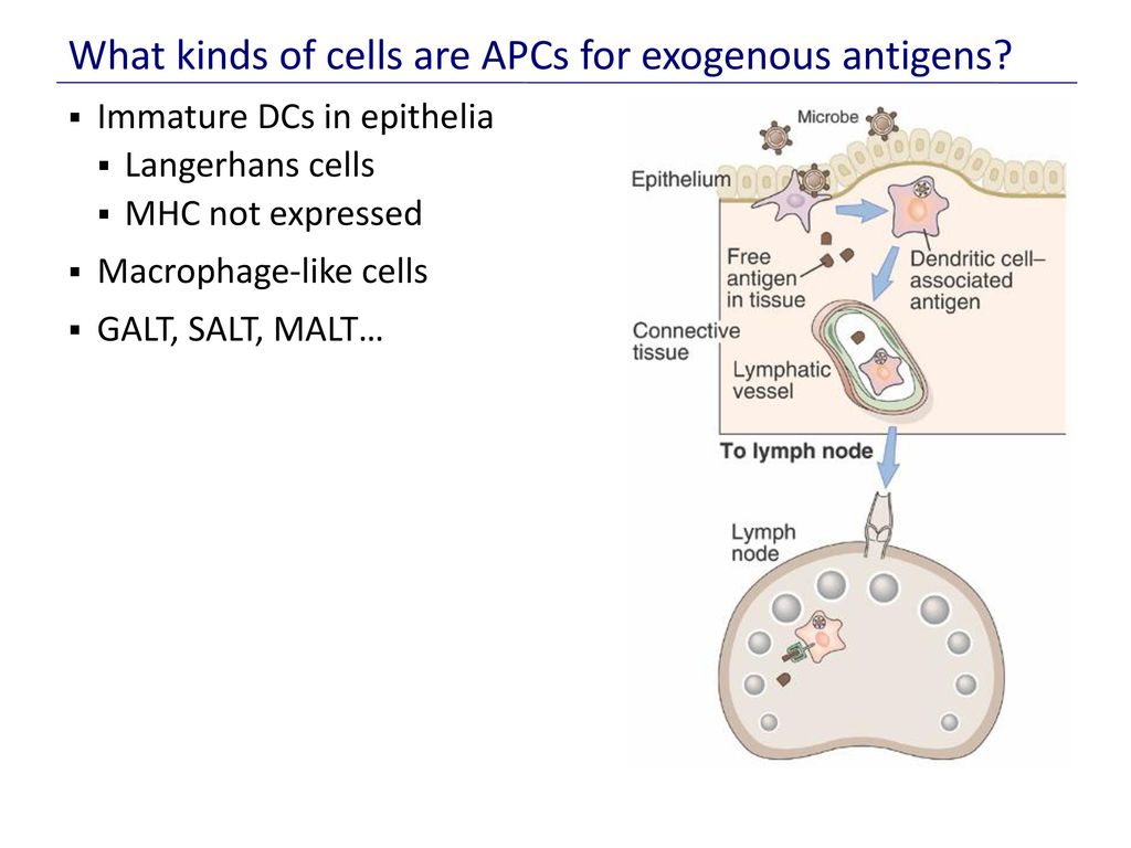 What kinds of cells are APCs for exogenous antigens