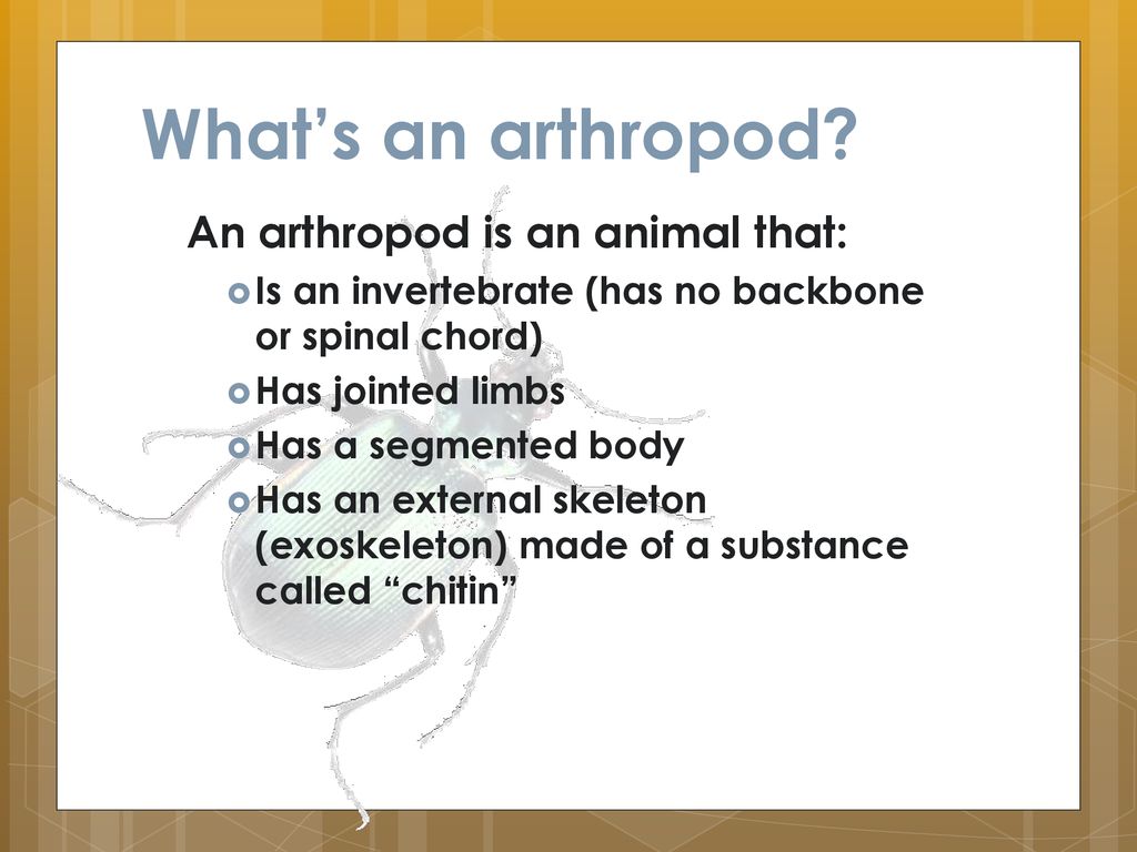 Insects, Spiders, and Their Relatives - ppt download