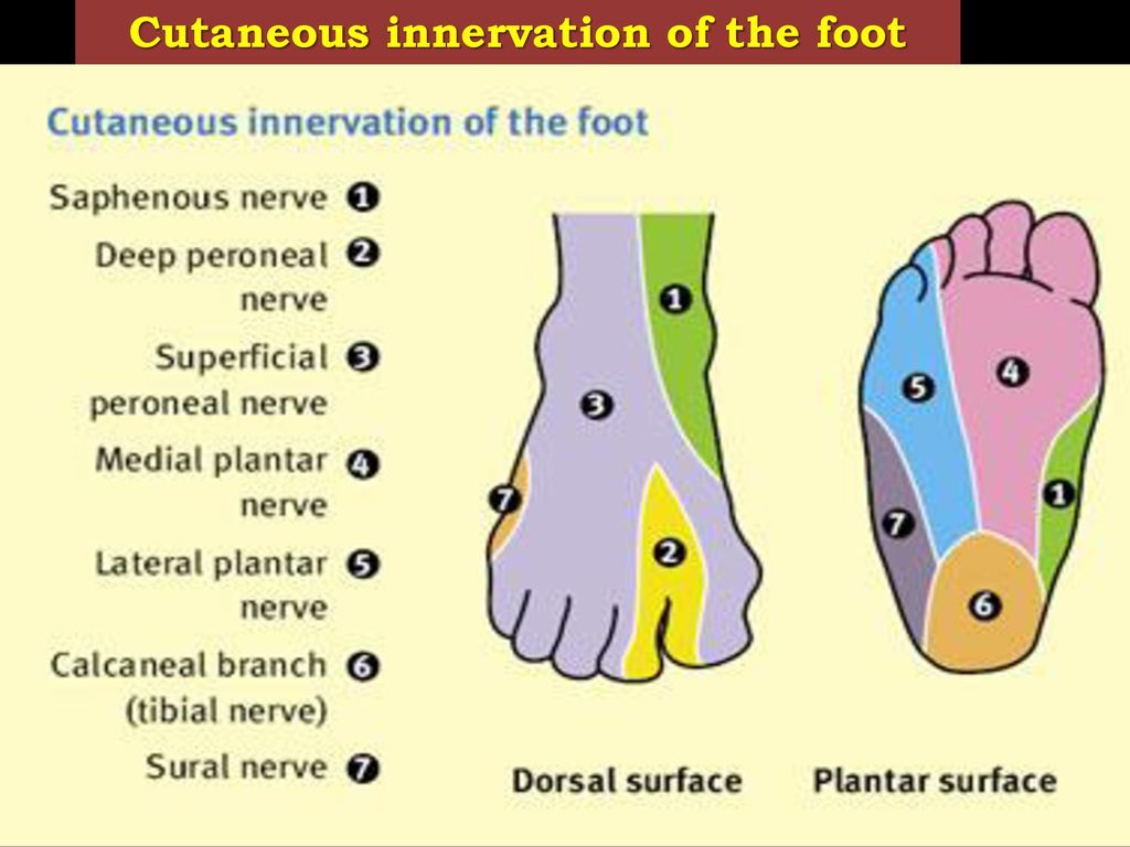 Cutaneous innervation of the foot
