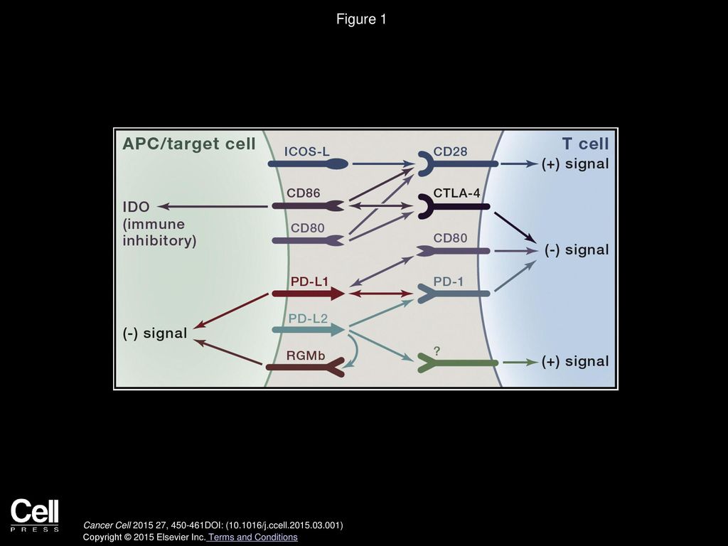 Figure 1 Complex Interactions between the CTLA-4/CD28 and PD-1 Families of Receptors and Ligands.