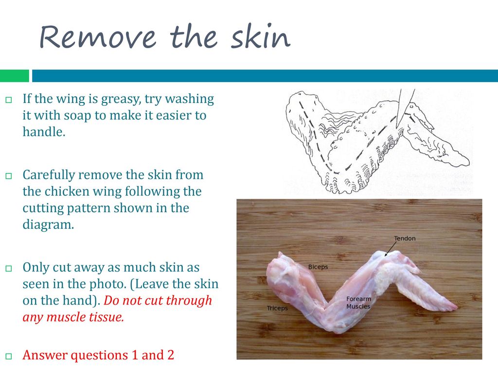 Chicken Wing Dissection Ppt Download