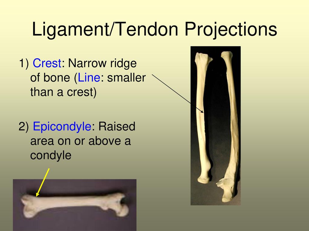 Muscles bone cartilage ppt download