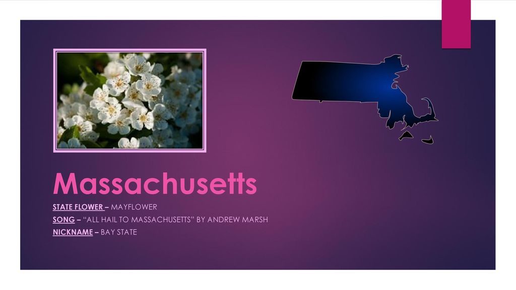 State flower of massachusetts