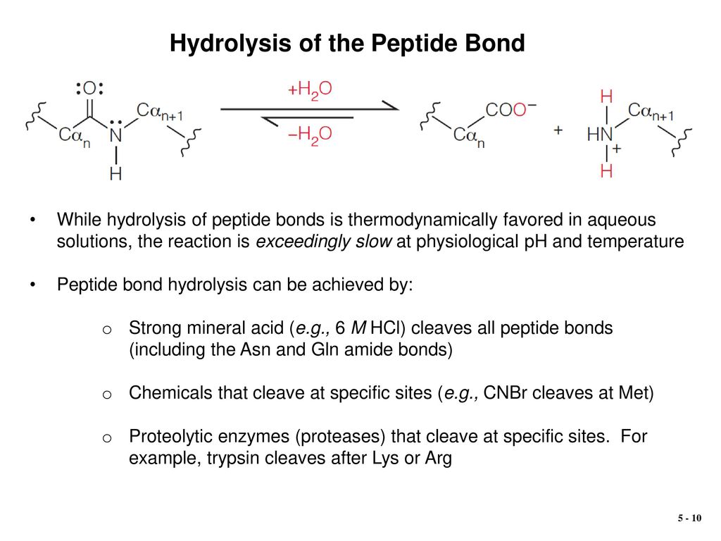 Hydrolysis of the Peptide Bond