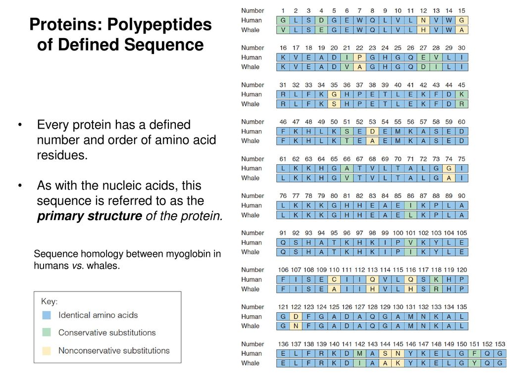 Proteins: Polypeptides of Defined Sequence