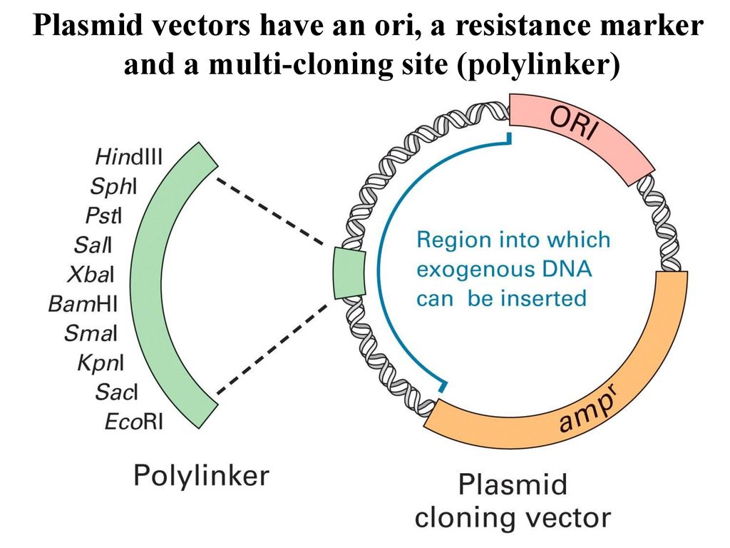 plasmid vector ori