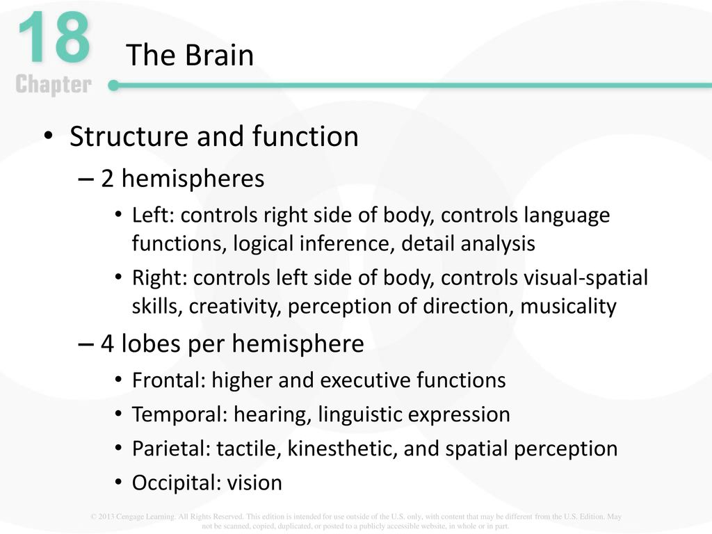 The Brain Structure and function 2 hemispheres 4 lobes per hemisphere