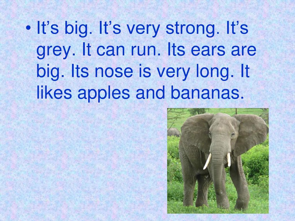 Как переводится is big. ИТС Стронг. Как правильно пишется its Ears are big. Its big and Grey it has very big Ears. Its huge.