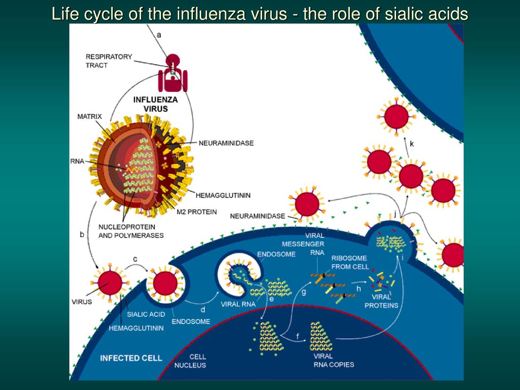 Cell virus. Вирус influenza. Virus Life Cycle. Virus Replication Cycle.