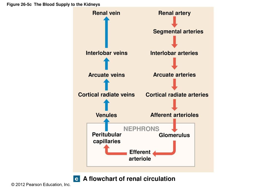 Renal Circulation Flow Chart