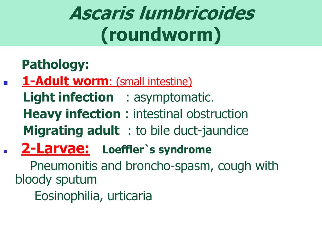 Ascaris urticaria)