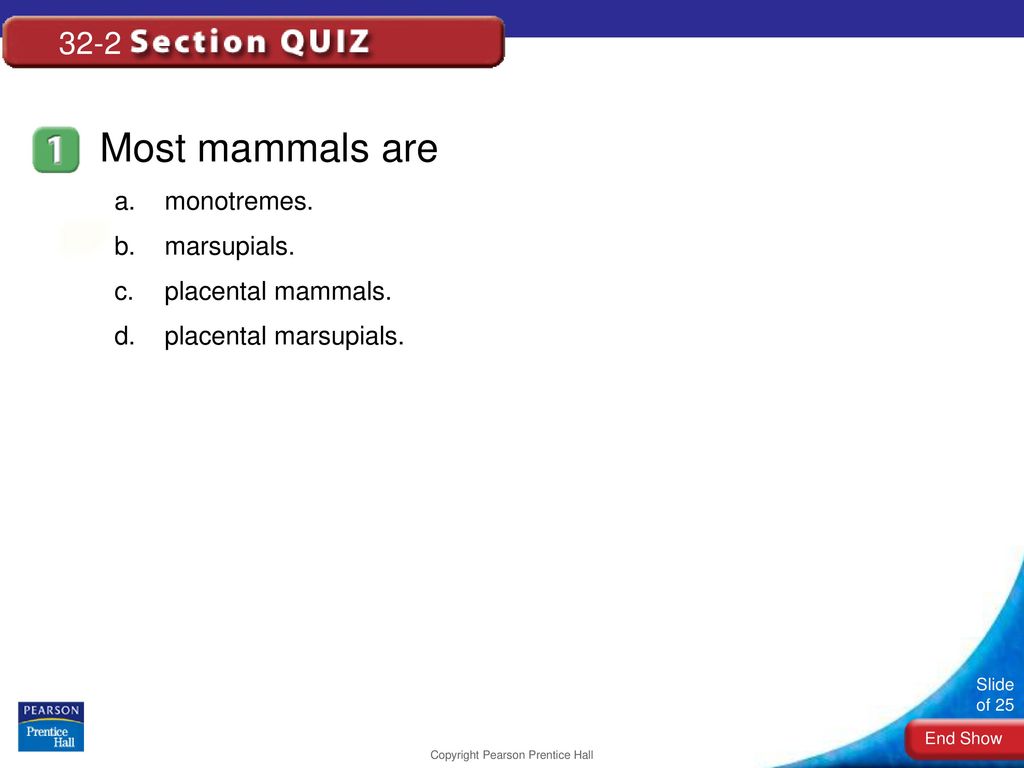 1. Describe early mammals during the Triassic period. - ppt download