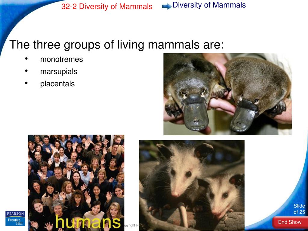 1. Describe early mammals during the Triassic period. - ppt download