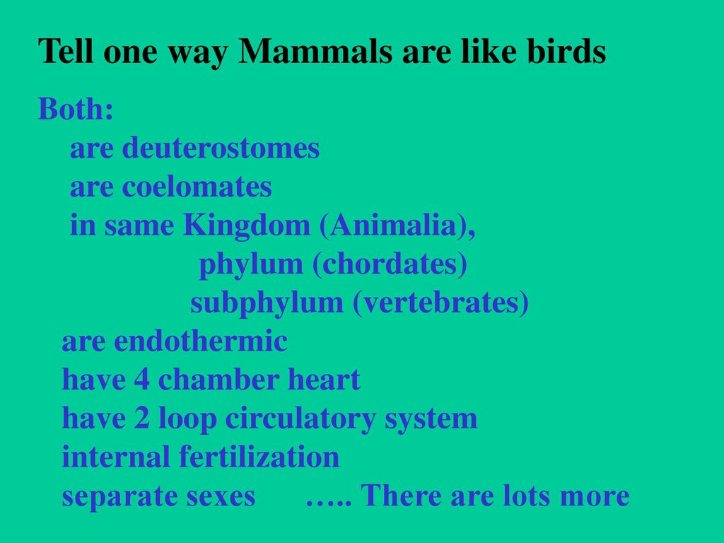 Mammal review. - ppt download