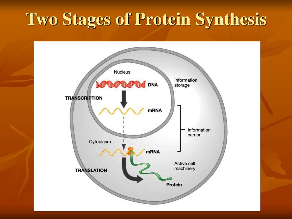 Protein Synthesis The process where genetic information coded on DNA will  be used by RNA to form proteins Intro movie: DNA & Prot Syn. - ppt download
