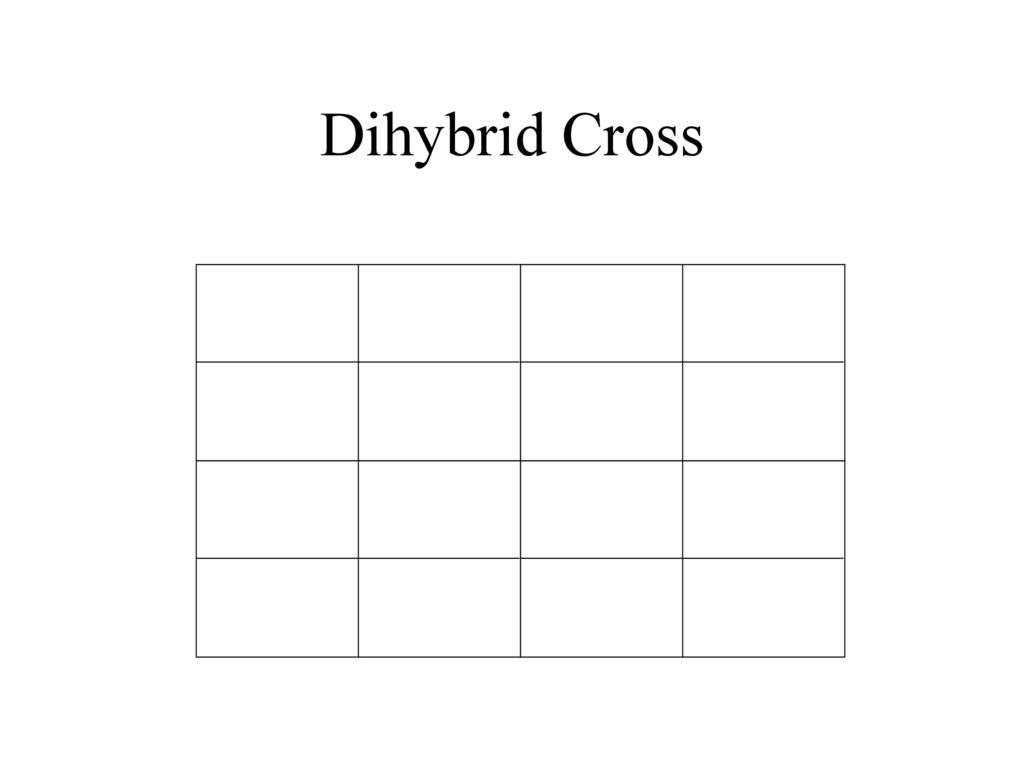 Blank Dihybrid Square Blank Dihybrid Square