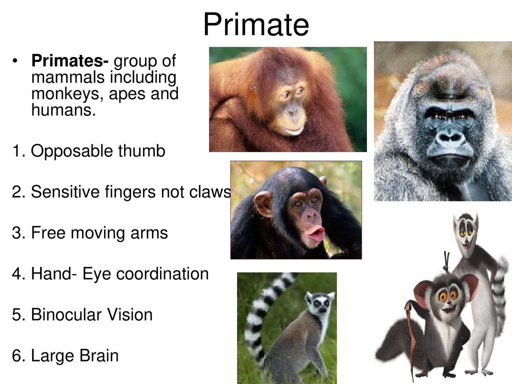 Genus & Species- Homo sapiens - ppt download