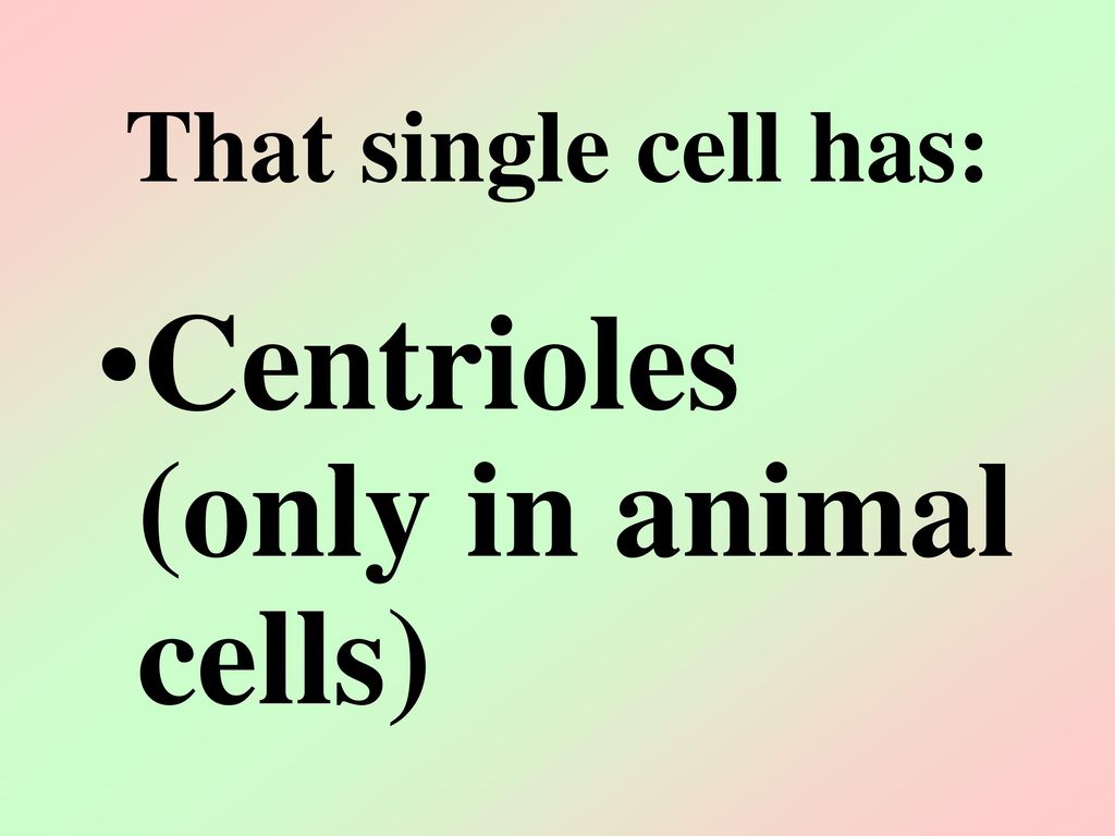 Cell Division. - ppt download