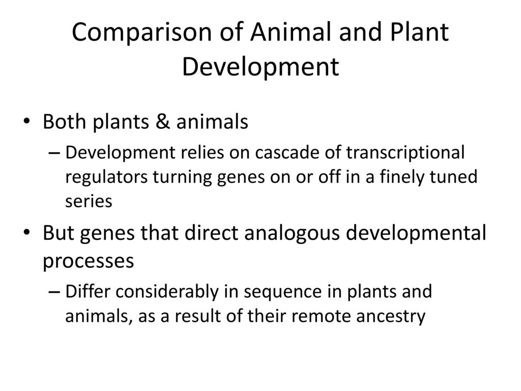 The Genetic Basis of Development - ppt download