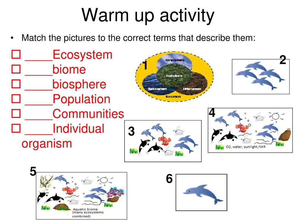 Warm up activity ____Ecosystem 2 ____biome 1  ____biosphere