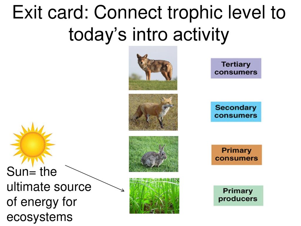 Exit card: Connect trophic level to today’s intro activity