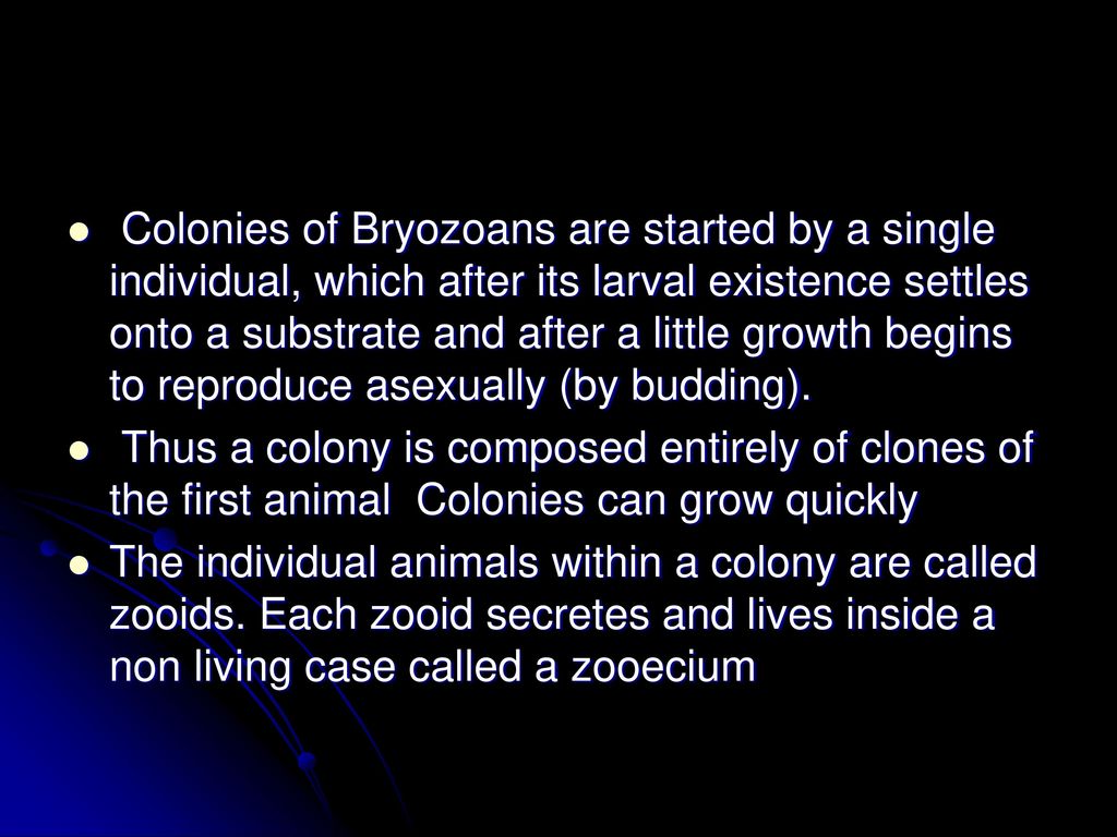 Colonies of Bryozoans are started by a single individual, which after its larval existence settles onto a substrate and after a little growth begins to reproduce asexually (by budding).