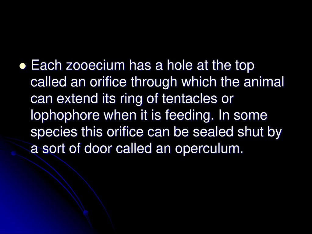 Each zooecium has a hole at the top called an orifice through which the animal can extend its ring of tentacles or lophophore when it is feeding.