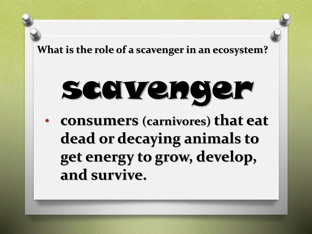 roles-in-an-ecosystem-ppt-download