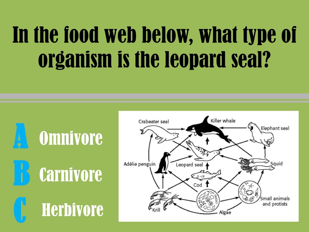 4th 9 Weeks Exam Trashketball - ppt download