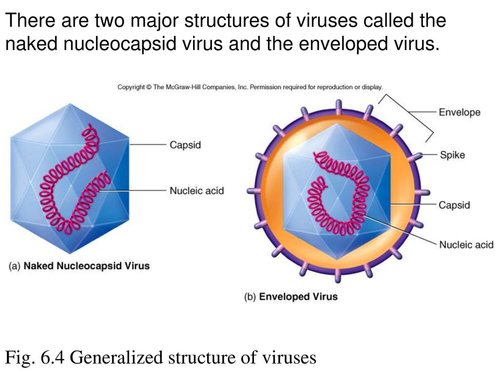 Chapter 6 introduction to viruses ppt download